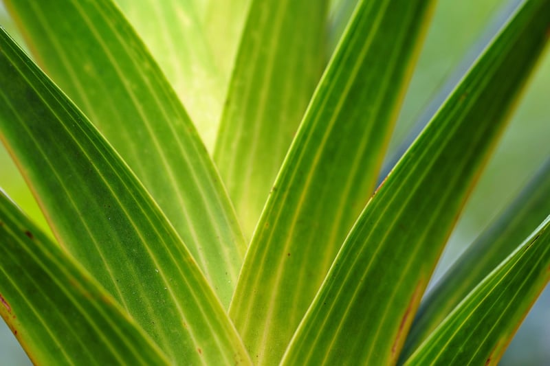 Green Leaves