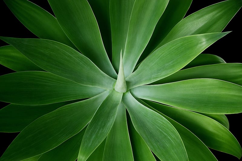 Haworthia
