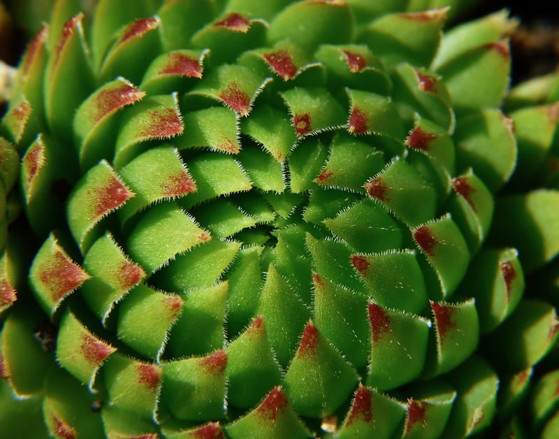 Jade Plant