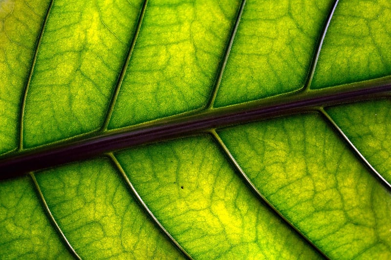 Hanging plants